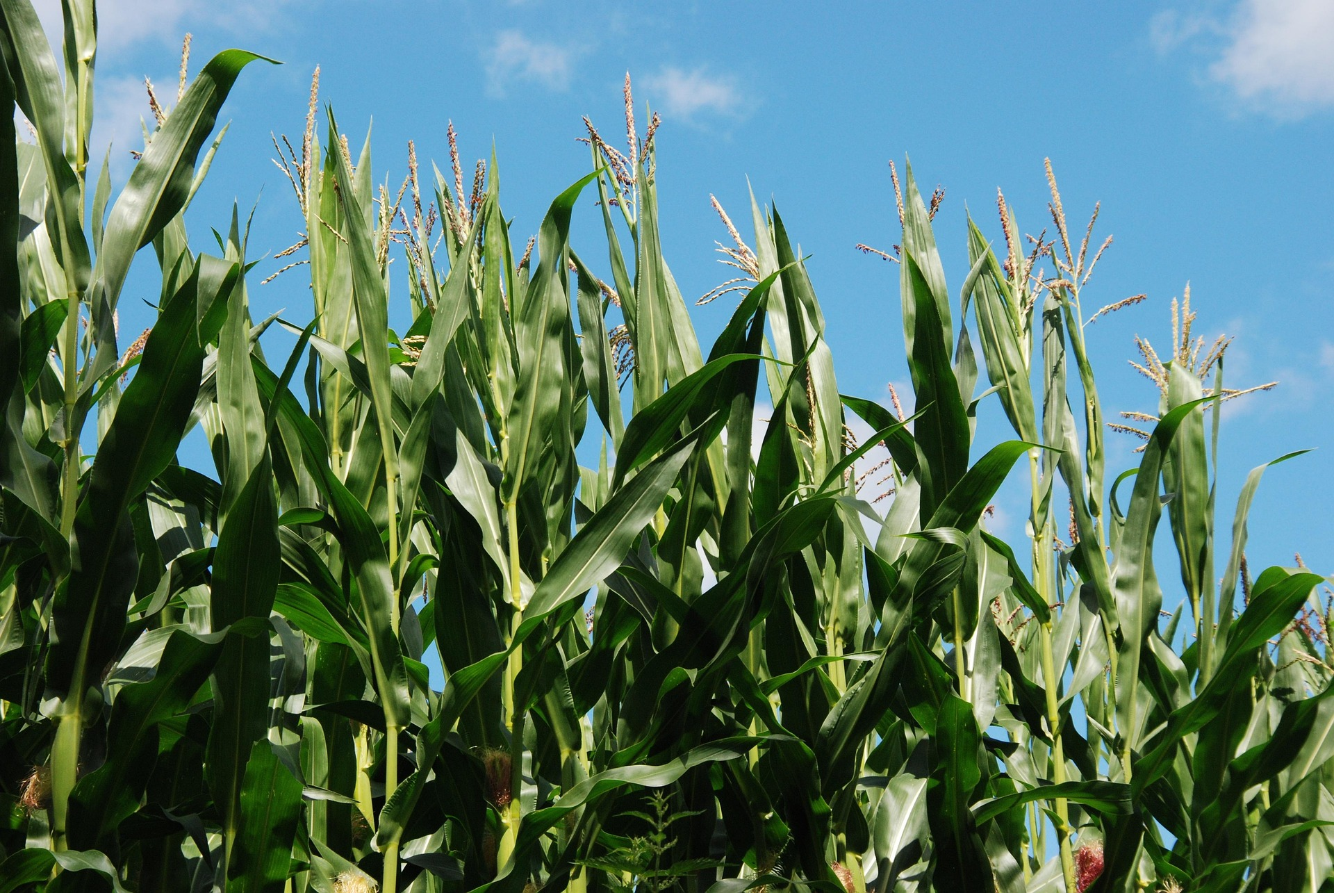Micro-financing in Kenya: The Nyanza Opportunity